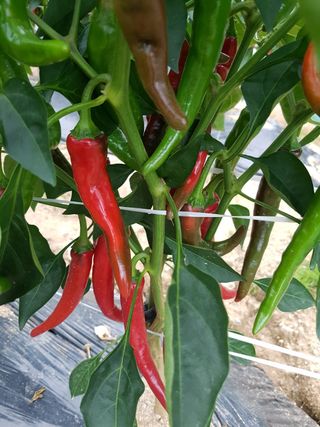 우농부님의 고추 · 수확 작성글 사진