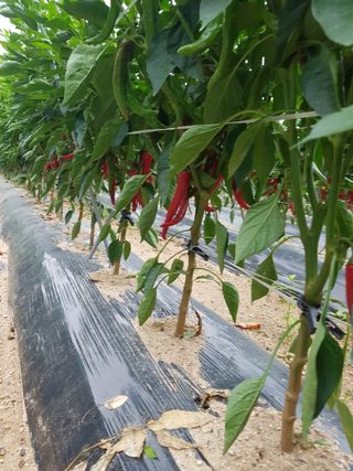 우농부님의 고추 · 수확 작성글 사진