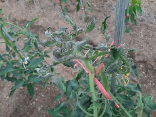 고경재님의 토마토 · 병해충상담 작성글 사진