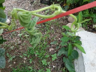 고경재님의 토마토 · 병해충상담 작성글 사진