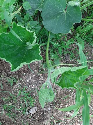 고경재님의 토마토 · 병해충상담 작성글 사진