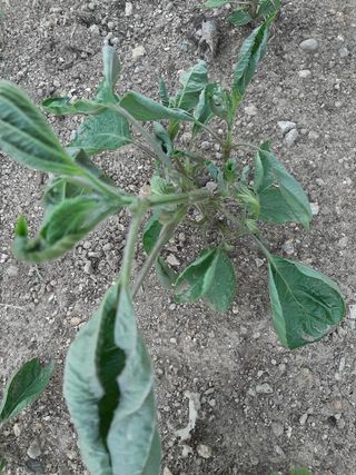 고경재님의 토마토 · 병해충상담 작성글 사진