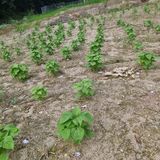 팜모닝 들깨·영농일지 게시글 이미지