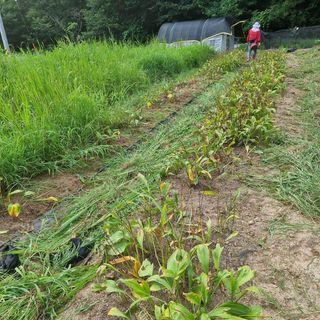 이종권님의 들깨 · 영농일지 작성글 사진