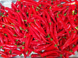 만사형통님의 고추 · 수확 작성글 사진