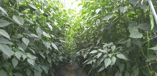 전봉우(채미농원)님의 고추 · 일상 작성글 사진