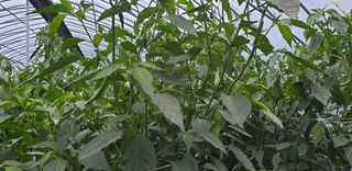 전봉우(채미농원)님의 고추 · 일상 작성글 사진