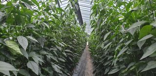 전봉우(채미농원)님의 고추 · 일상 작성글 사진