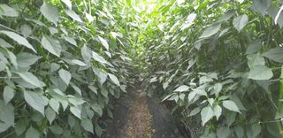 전봉우(채미농원)님의 고추 · 일상 작성글 사진