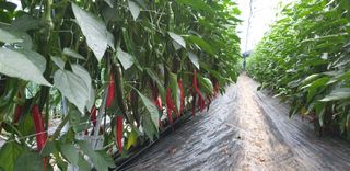 전봉우(채미농원)님의 고추 · 일상 작성글 사진