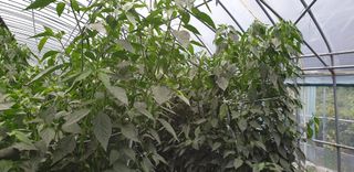 전봉우(채미농원)님의 고추 · 일상 작성글 사진