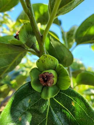 김도환님의 감 · 병해충상담 작성글 사진