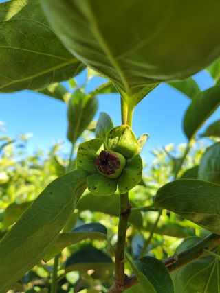 김도환님의 감 · 병해충상담 작성글 사진