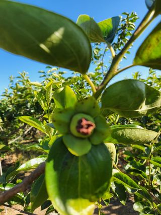 김도환님의 감 · 병해충상담 작성글 사진
