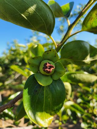 김도환님의 감 · 병해충상담 작성글 사진