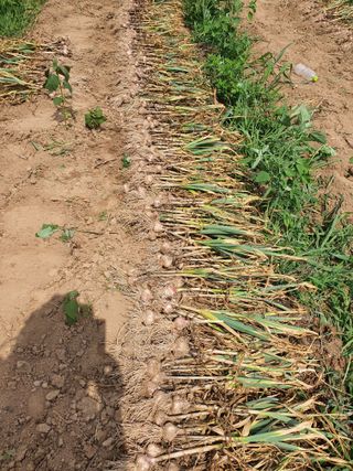 부여.김미경님의 어떤 유기농자재 쓰세요? · 참여글 작성글 사진