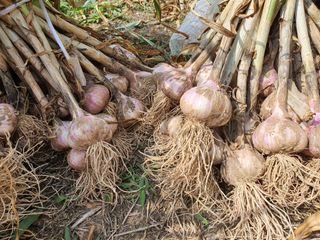 부여.김미경님의 어떤 유기농자재 쓰세요? · 참여글 작성글 사진