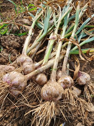 부여.김미경님의 어떤 유기농자재 쓰세요? · 참여글 작성글 사진