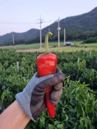 아이농장님의 고추 · 일상 작성글 사진