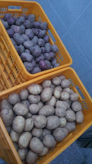 강혜원님의 감자 · 영농일지 작성글 사진