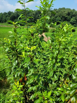 8mmli님의 자두 · 병해충상담 작성글 사진