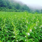 팜모닝 참깨·자유게시판 게시글 이미지