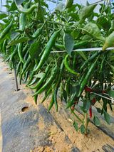 팜모닝 고추·품종•종자 게시글 이미지