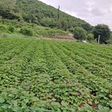 팜모닝 고구마·자유게시판 게시글 이미지