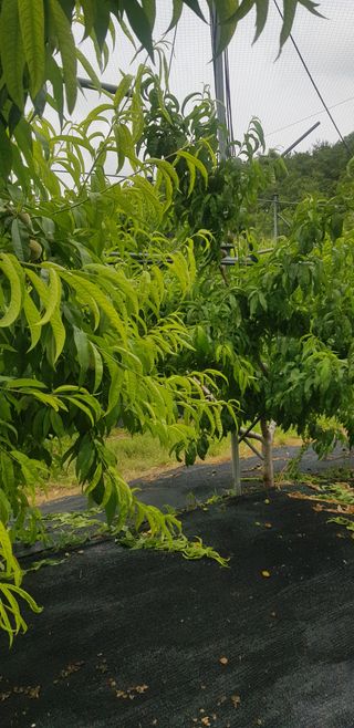 원곡놀부님의 복숭아 · 병해충상담 작성글 사진