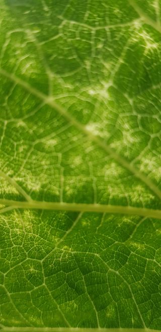 원곡놀부님의 포도 · 병해충상담 작성글 사진