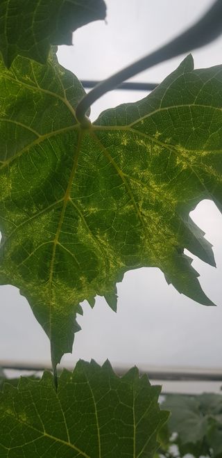 원곡놀부님의 포도 · 병해충상담 작성글 사진