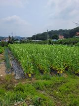 팜모닝 자유주제·자유게시판 게시글 이미지