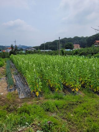 (어울림)님의 자유주제 · 자유게시판 작성글 사진