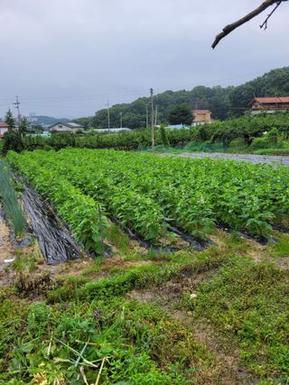 (어울림)님의 자유주제 · 자유게시판 작성글 사진