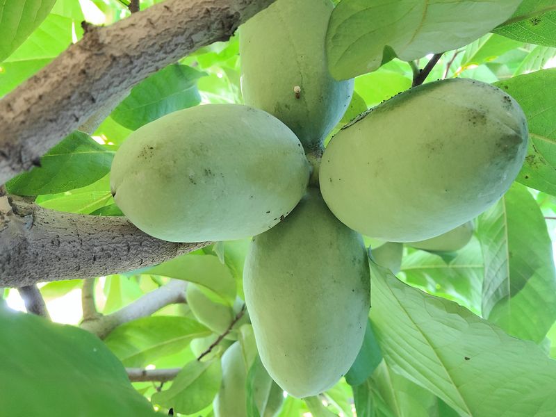 김안식~납작복숭아님의 장터 판매 상품 [포포열매 ] 첨부 사진