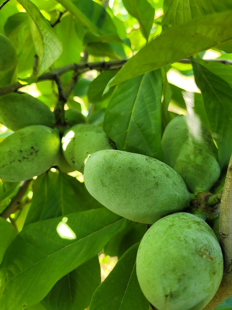 김안식~납작복숭아님의 장터 판매 상품 [포포열매 ] 첨부 사진