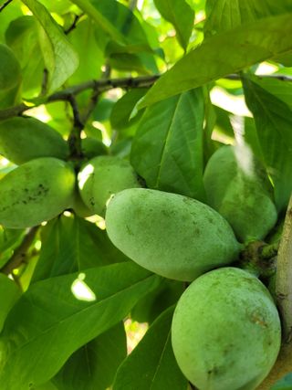 김안식~복숭아.포포님의 작성글 사진