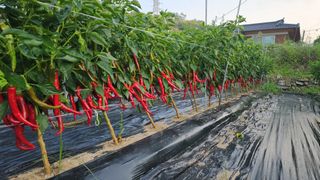 수여농장님의 고추 · 영농일지 작성글 사진