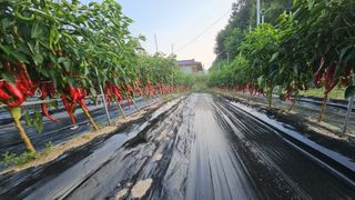 수여농장님의 고추 · 영농일지 작성글 사진