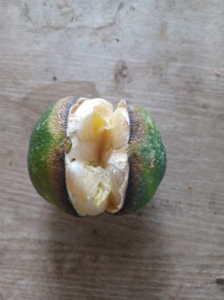 이승규(제주아침)님의 귤 · 자연재해•동물피해 작성글 사진