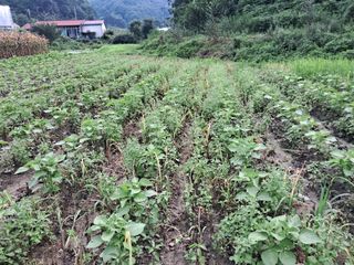 김태수님의 들깨 · 자유게시판 작성글 사진