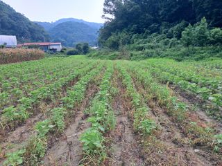 김태수님의 들깨 · 자유게시판 작성글 사진