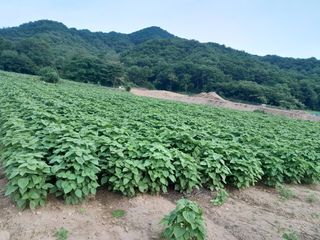 박정애님의 들깨 · 병해충상담 작성글 사진