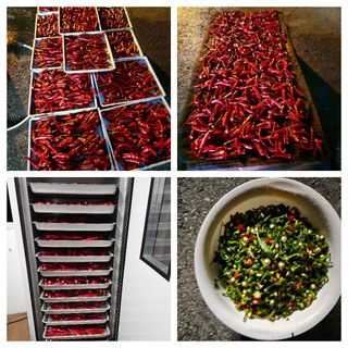 임순영님의 고추 · 수확 작성글 사진