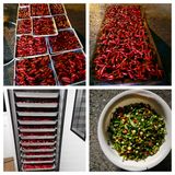 팜모닝 고추·영농일지 게시글 이미지