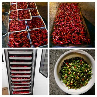 임순영님의 고추 · 영농일지 작성글 사진