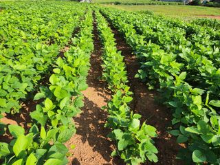 시골에 살어리랏다 님의 콩 · 자유게시판 작성글 사진