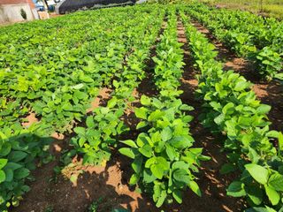 시골에 살어리랏다 님의 콩 · 자유게시판 작성글 사진