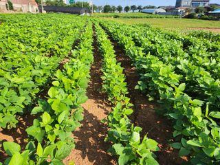 시골에 살어리랏다 님의 콩 · 자유게시판 작성글 사진