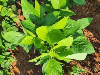 시골에 살어리랏다 님의 콩 · 자유게시판 작성글 사진